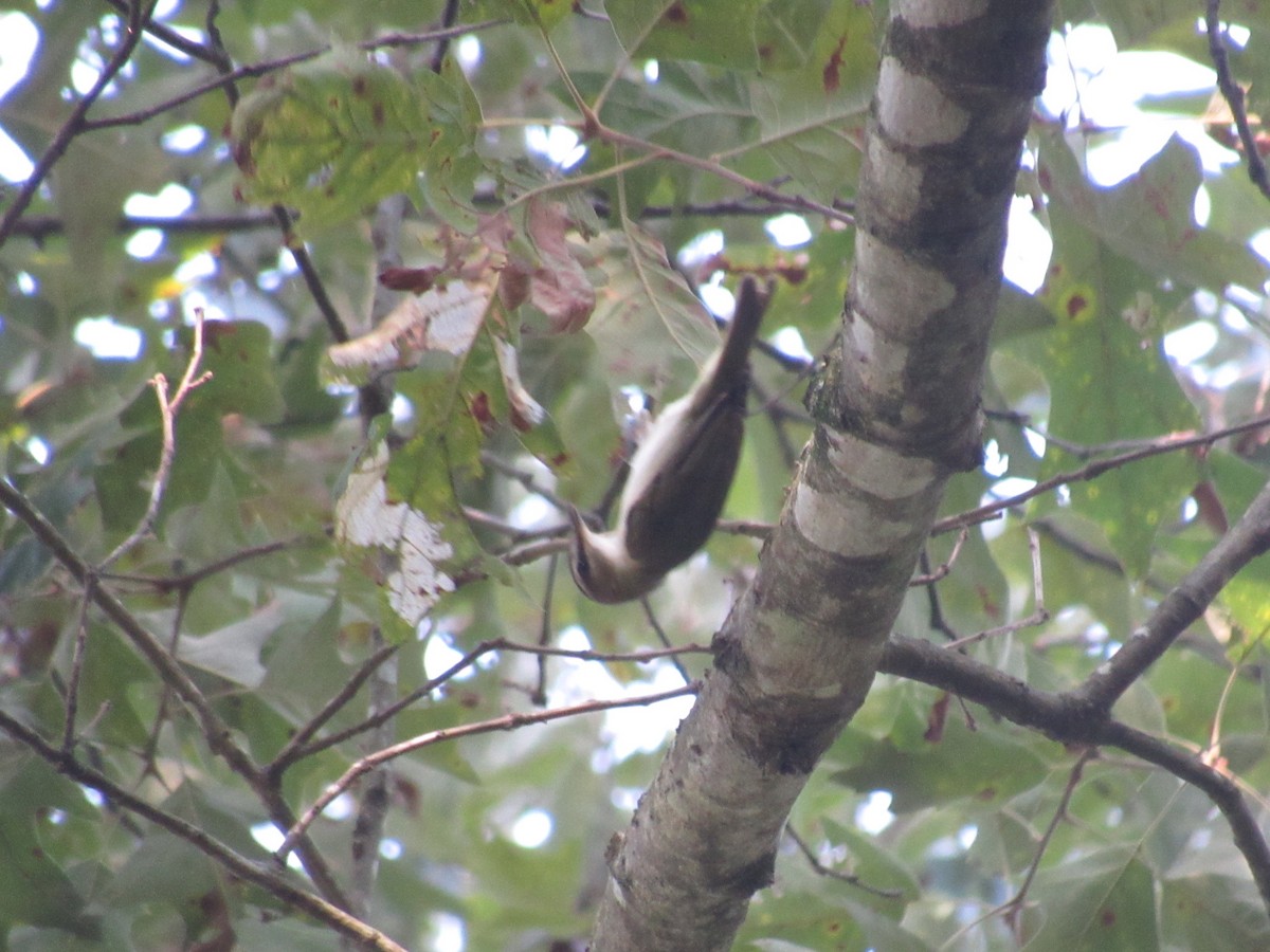 Red-eyed Vireo - ML607159931