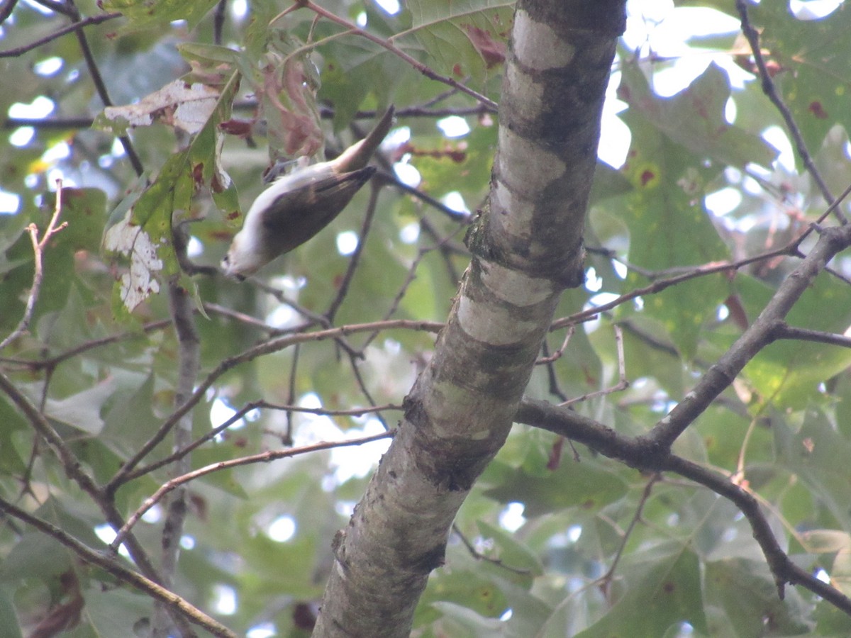 Red-eyed Vireo - ML607159941