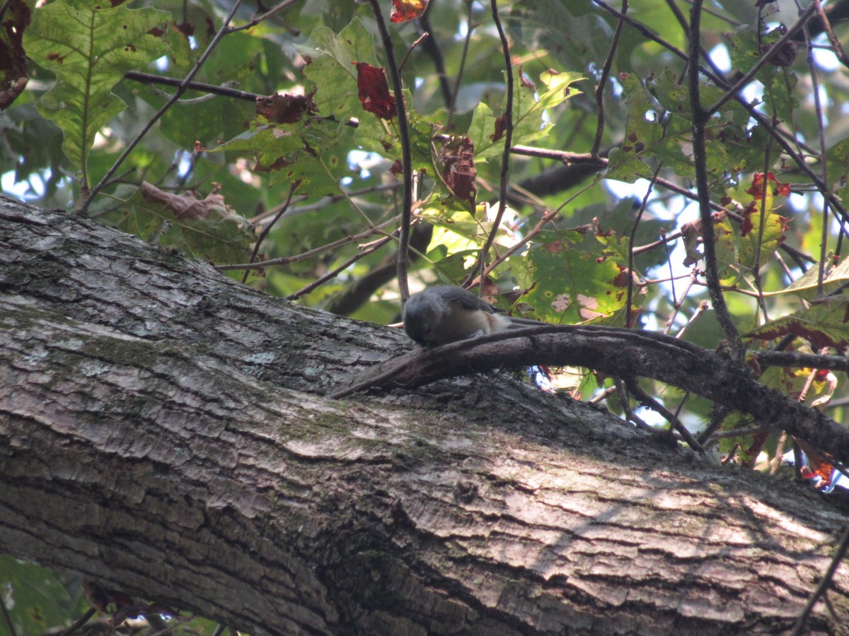 Tufted Titmouse - ML607160041