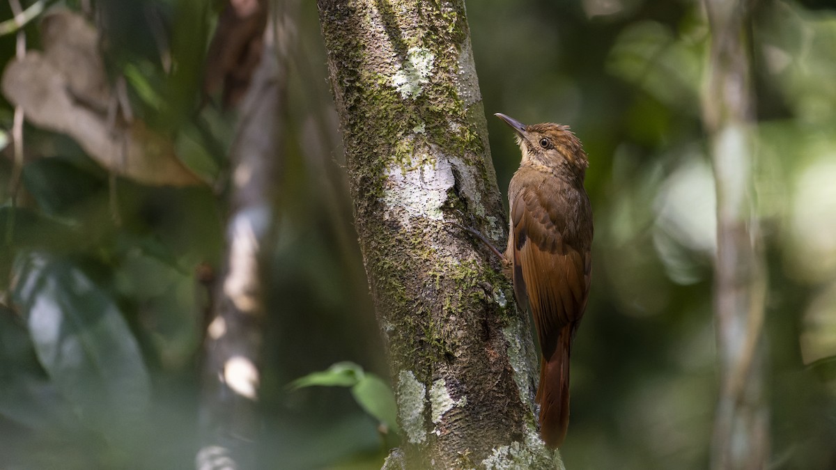 Tawny-winged Woodcreeper - ML607160571