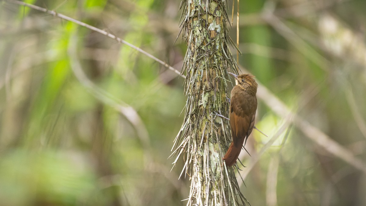 Tawny-winged Woodcreeper - ML607160581