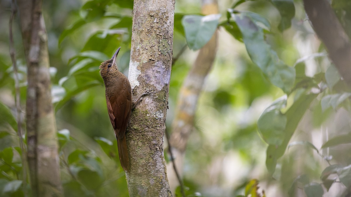 Northern Barred-Woodcreeper - ML607160701