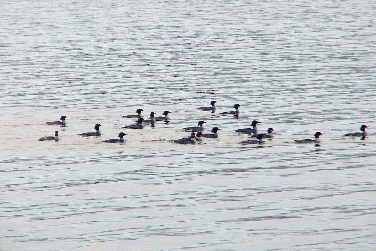 Common Merganser - ML607160711