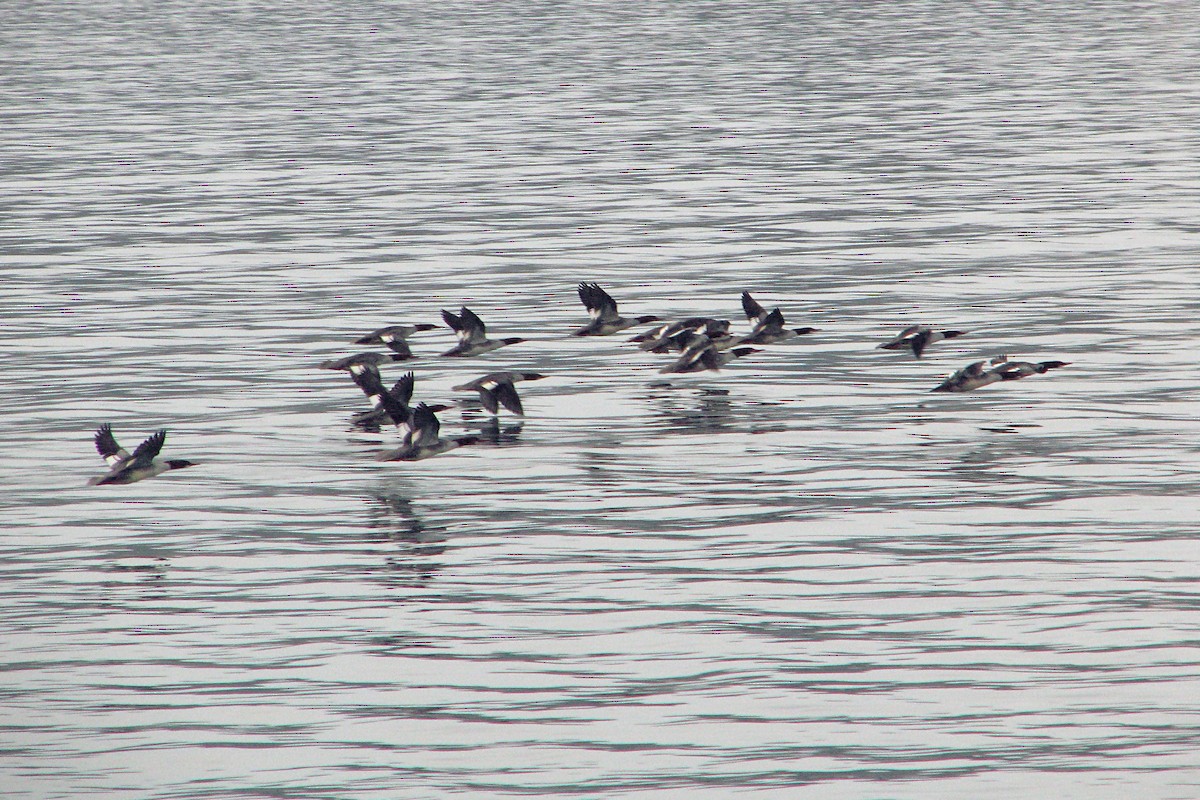 Common Merganser - ML607160721