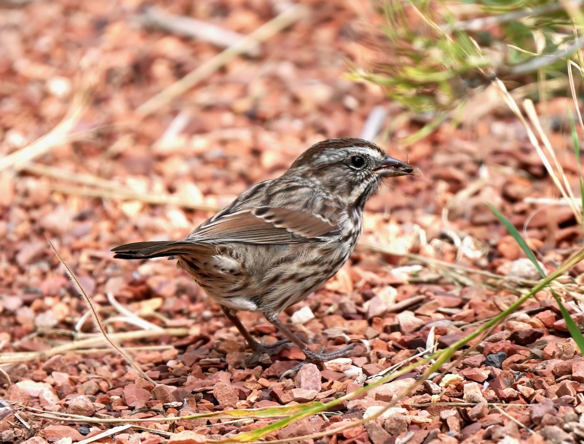 Song Sparrow - ML607160741