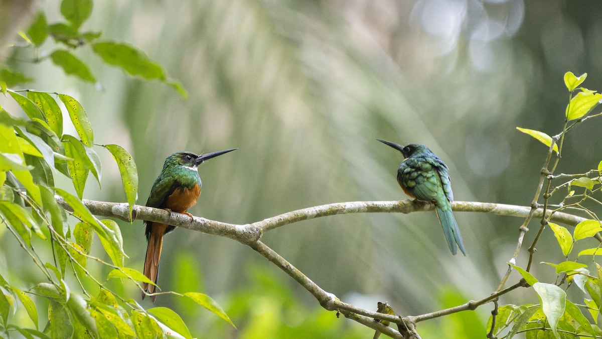 Rufous-tailed Jacamar - ML607160751