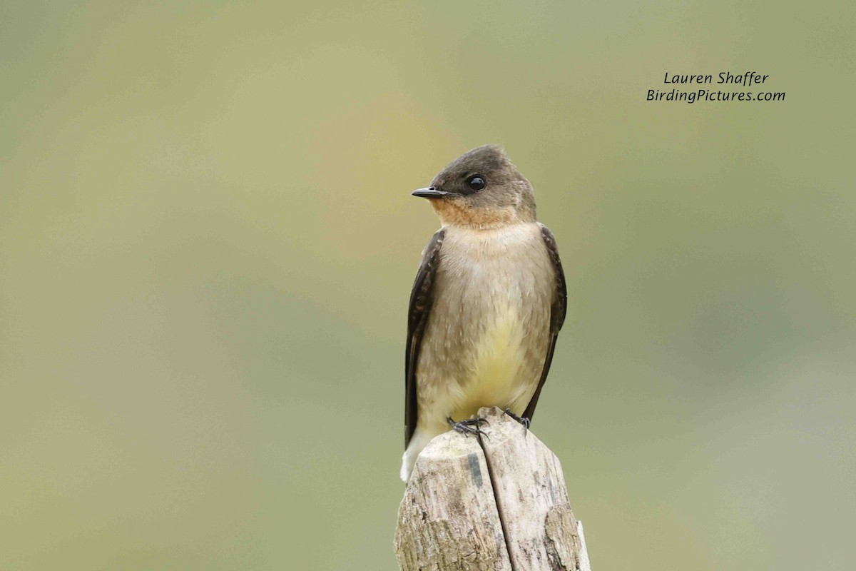 Southern Rough-winged Swallow - ML607161011