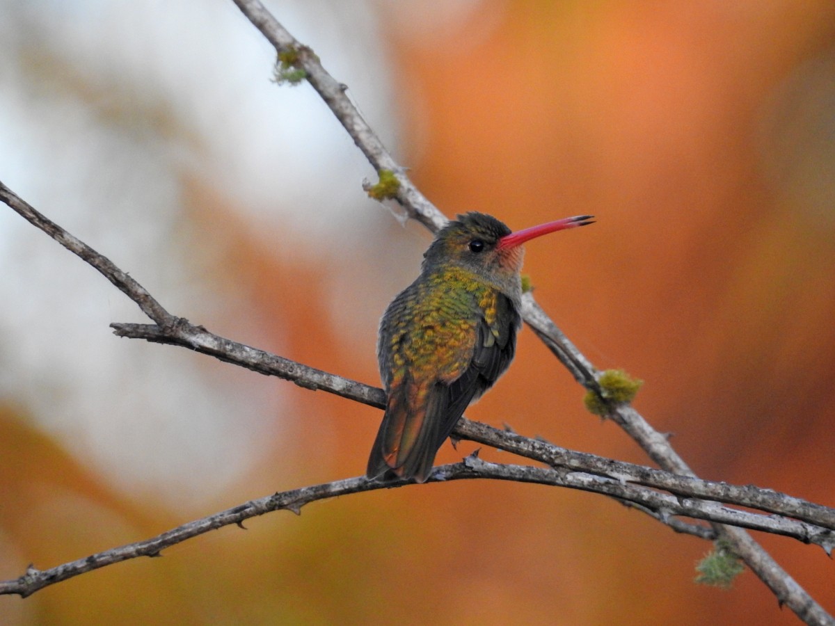 Gilded Hummingbird - ML607161161