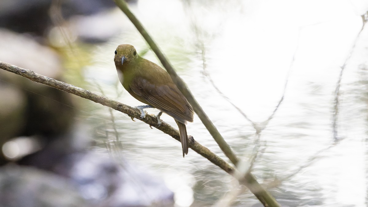 Northern Schiffornis - ML607161541