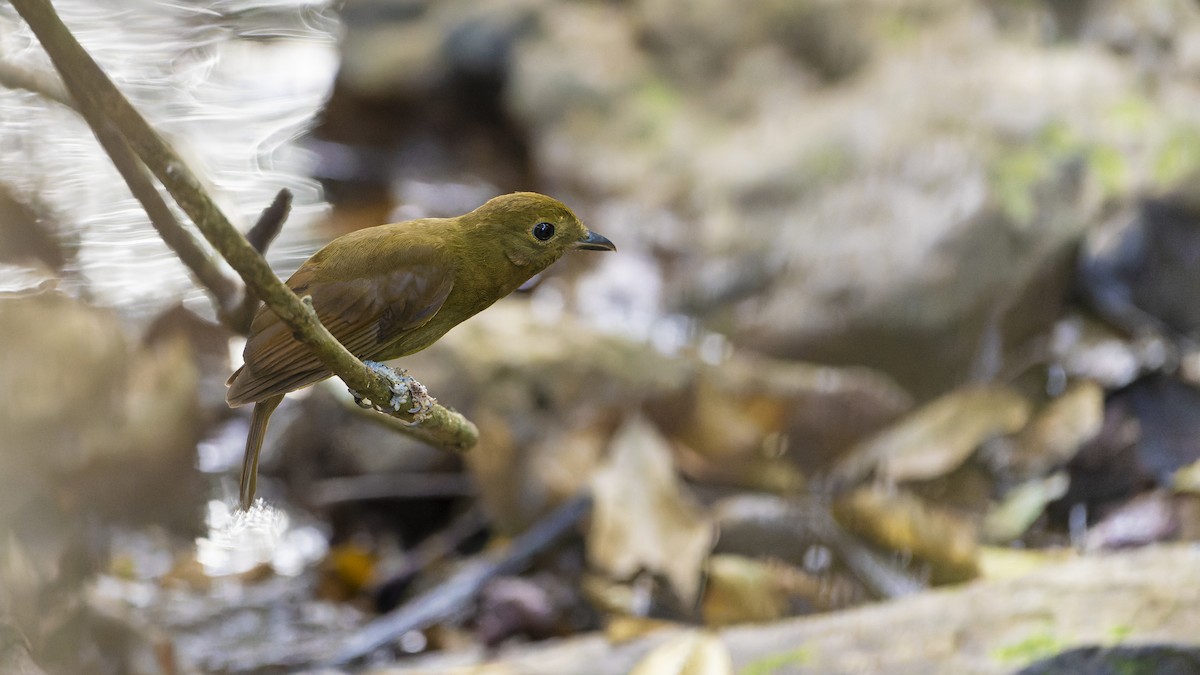 Northern Schiffornis - ML607161561