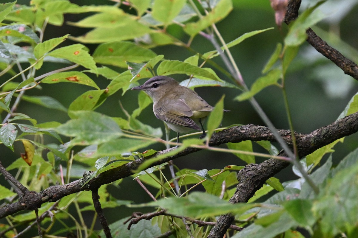 Red-eyed Vireo - ML607161591