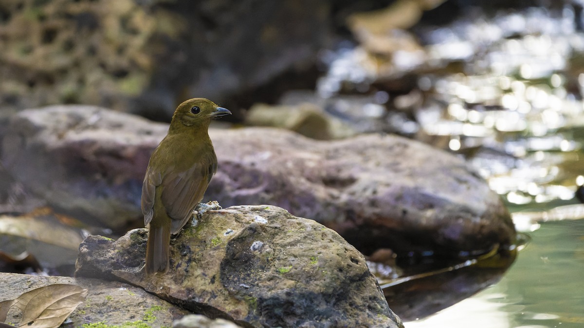 Northern Schiffornis - ML607161621