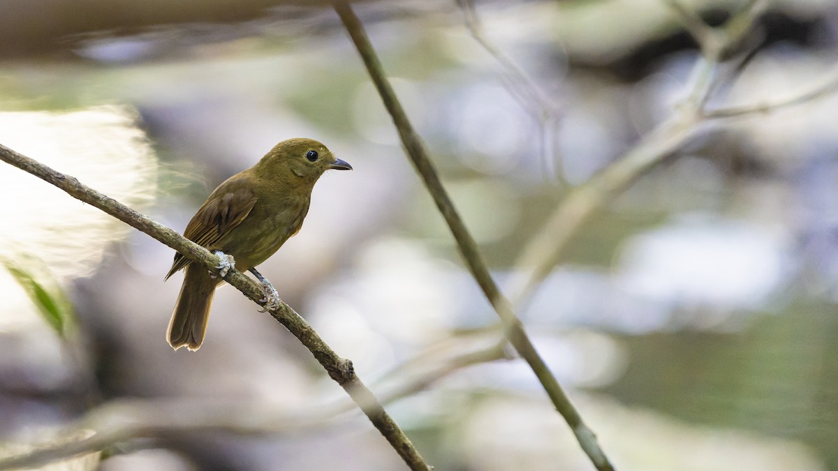 Northern Schiffornis - ML607161631