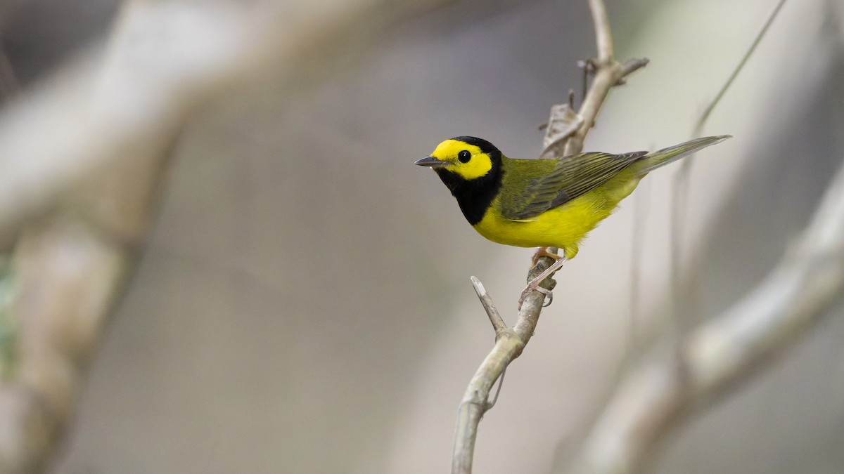 Hooded Warbler - ML607161691