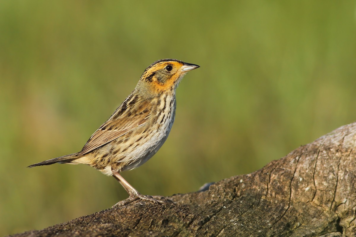 Saltmarsh Sparrow - Evan Lipton