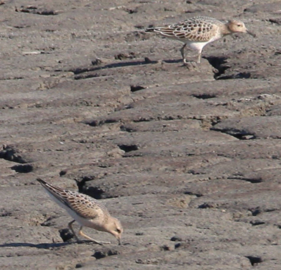 Buff-breasted Sandpiper - Scott Young