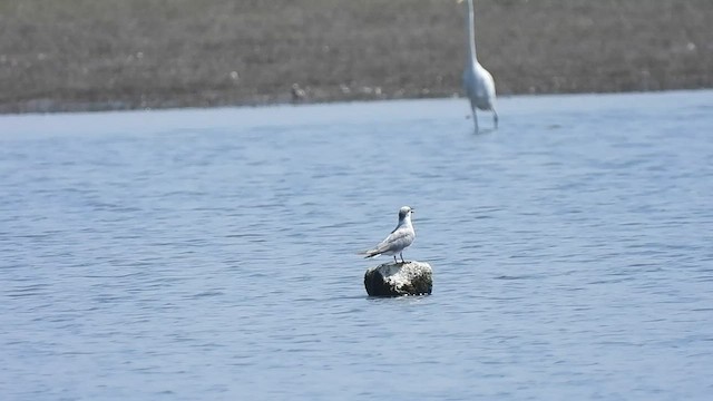 Weißbart-Seeschwalbe - ML607161811