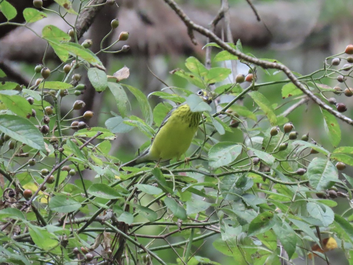Canada Warbler - ML607162061
