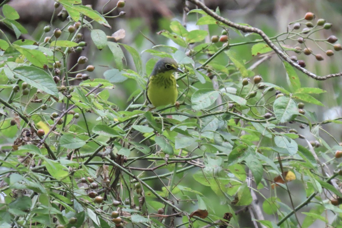 Canada Warbler - ML607162071