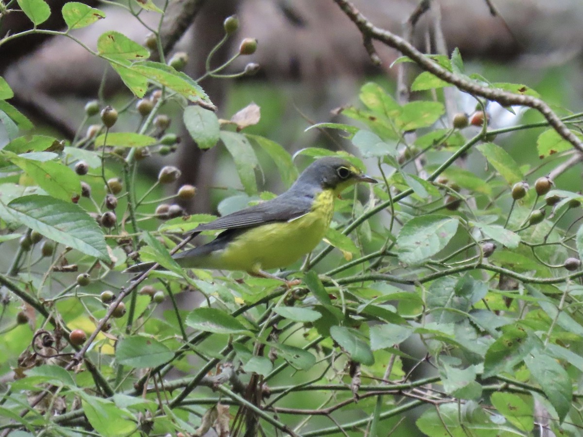 Canada Warbler - ML607162081