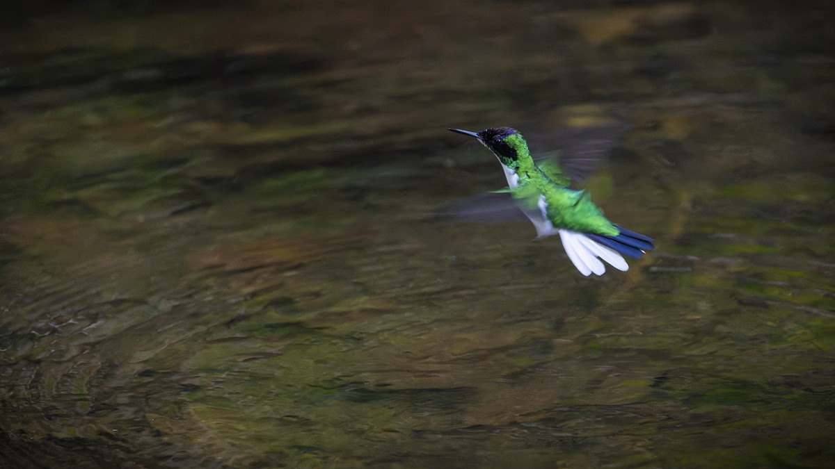 Colibrí Hada Occidental - ML607162141