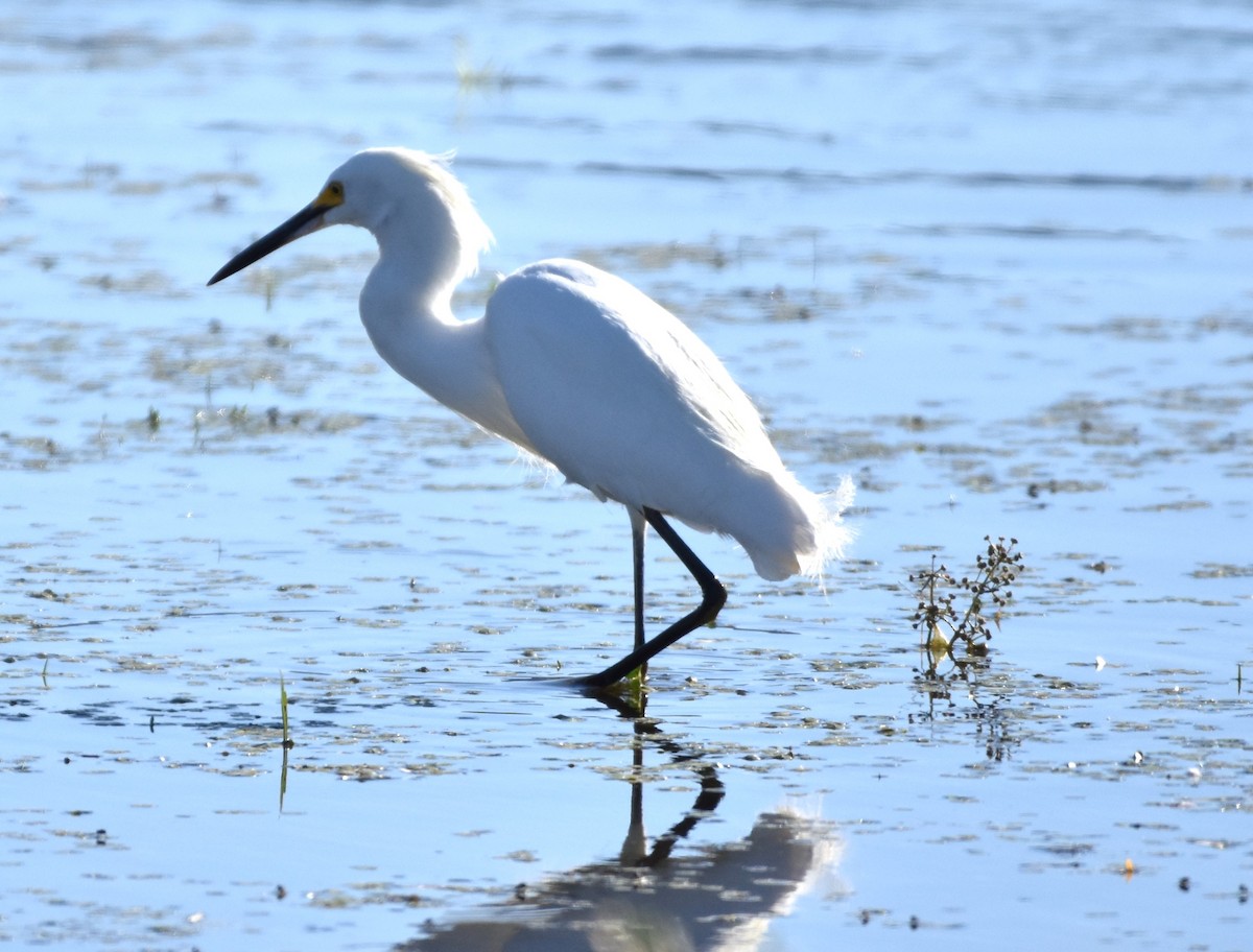 Snowy Egret - ML607162221