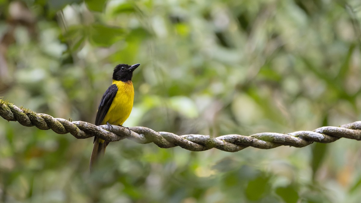 Black-throated Shrike-Tanager - ML607162301