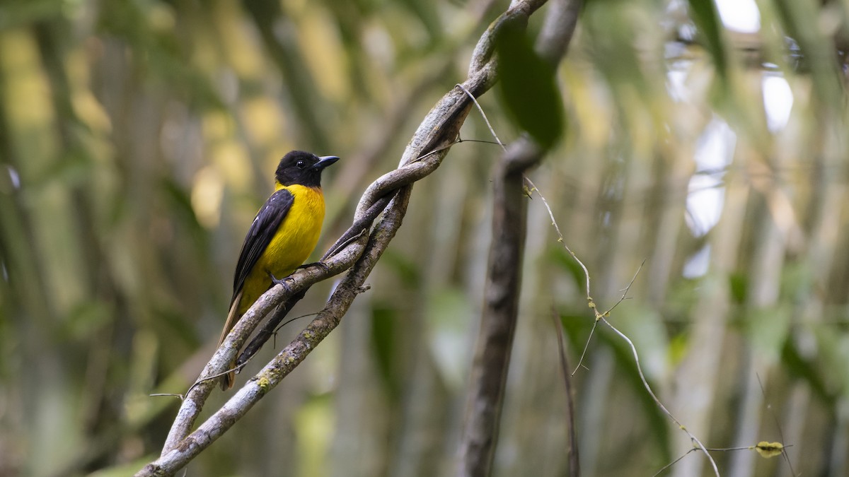 Black-throated Shrike-Tanager - ML607162311