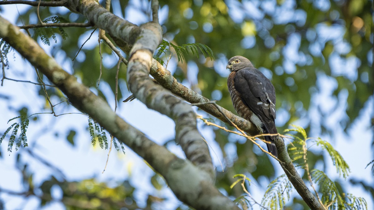Double-toothed Kite - ML607162361
