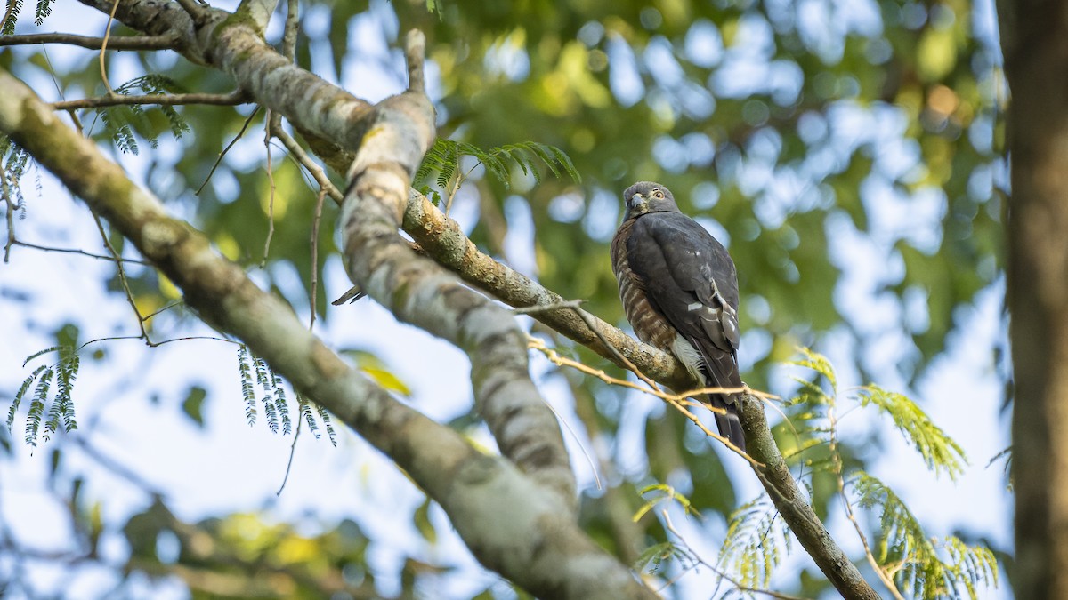 Double-toothed Kite - ML607162381