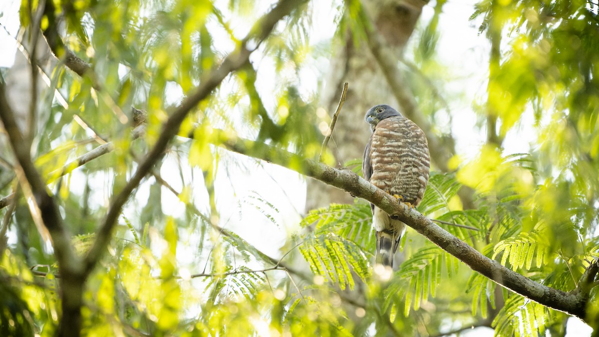 Double-toothed Kite - ML607162441