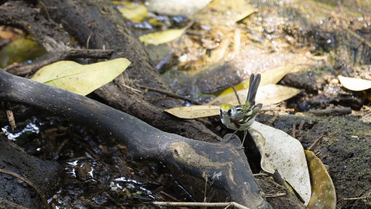 Chestnut-sided Warbler - ML607162551