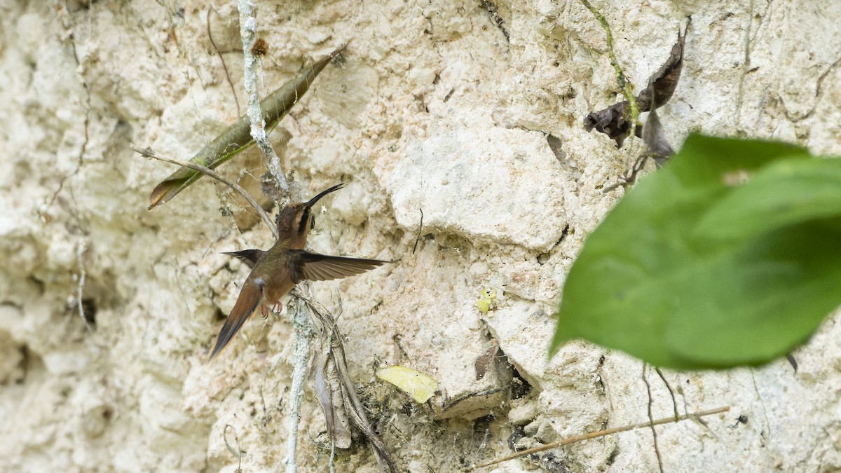 Stripe-throated Hermit - ML607162591