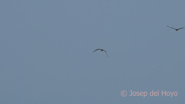 Peruvian Booby - ML607162601