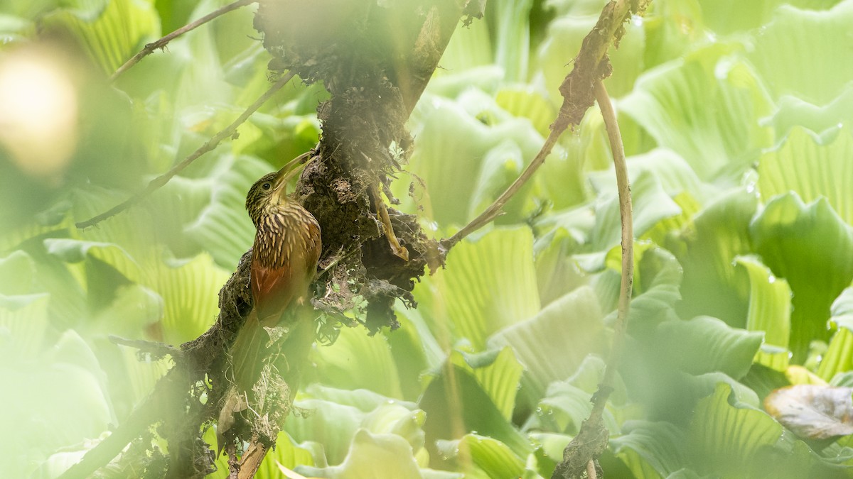 Ivory-billed Woodcreeper - ML607162661