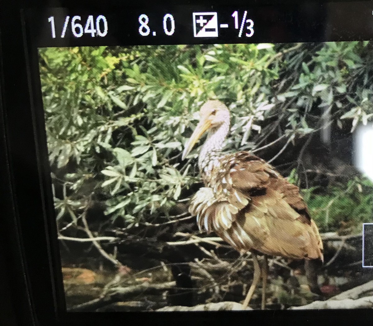 Limpkin - ML607162821