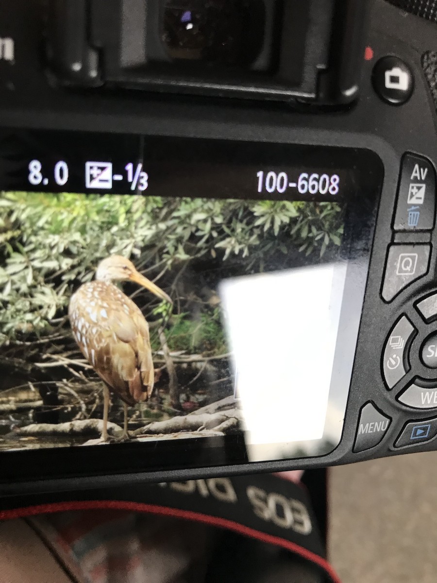 Limpkin - ML607162831