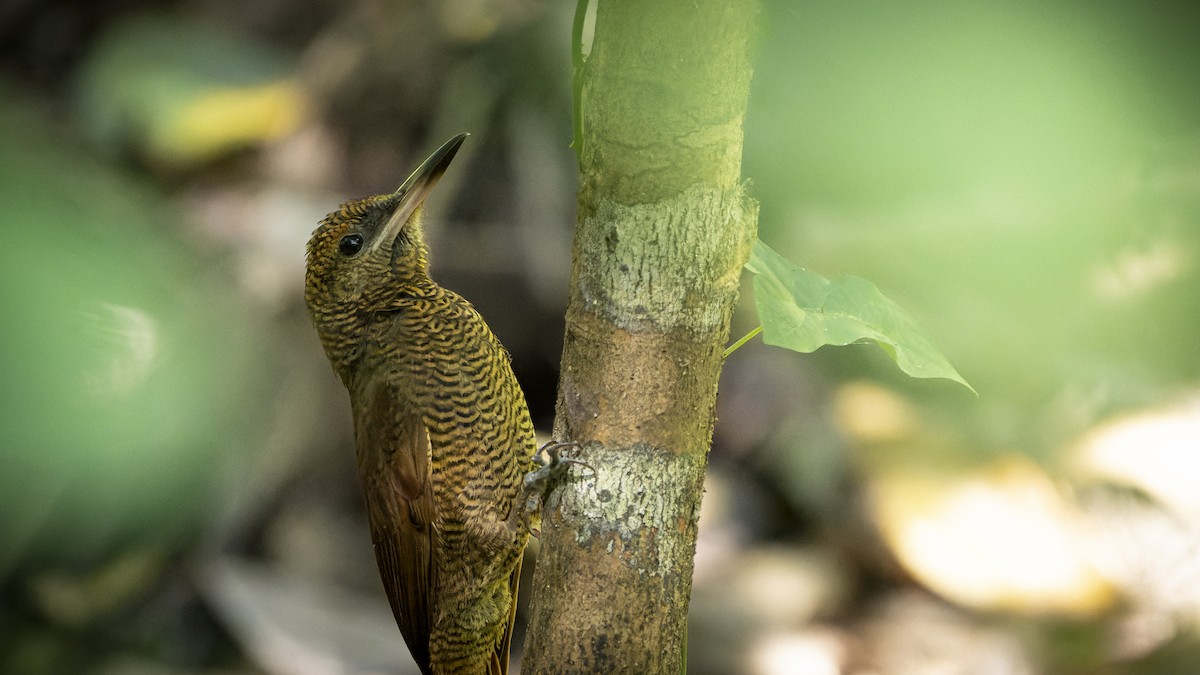 Northern Barred-Woodcreeper - ML607162841