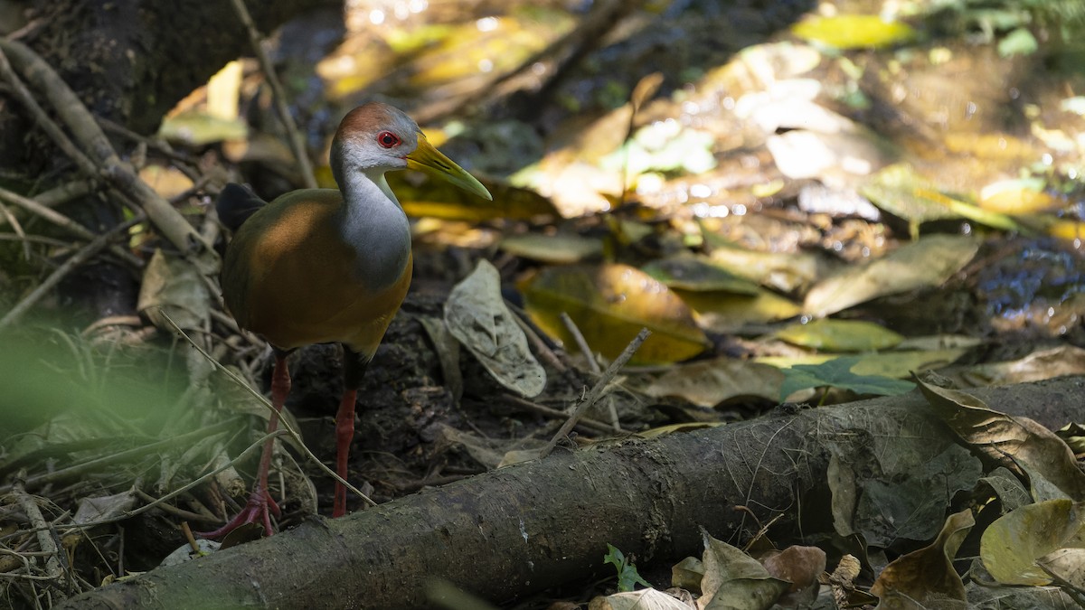 Russet-naped Wood-Rail - ML607162891