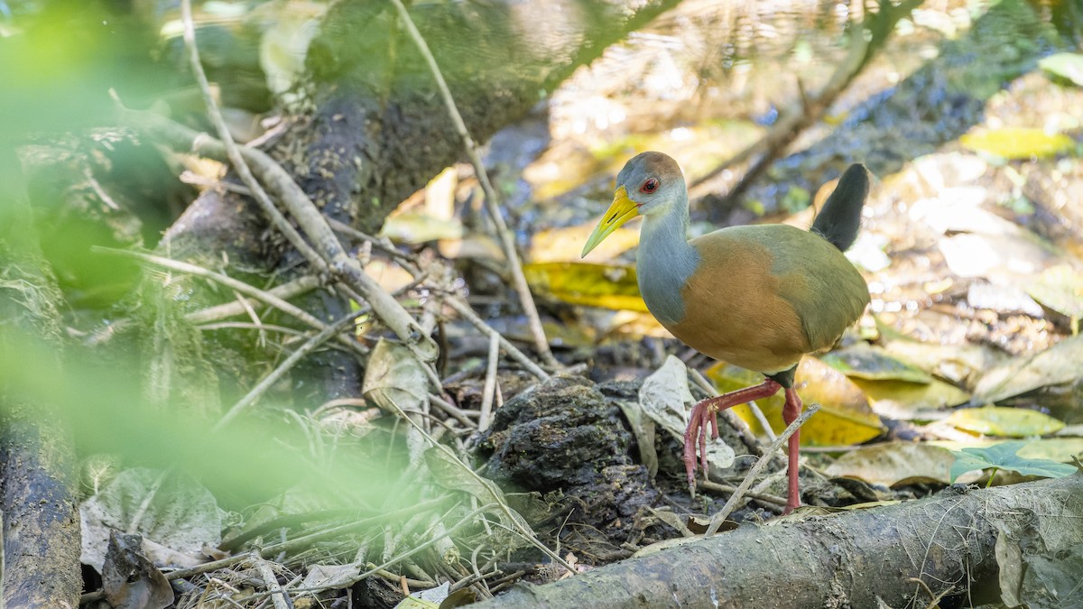 Russet-naped Wood-Rail - ML607162901