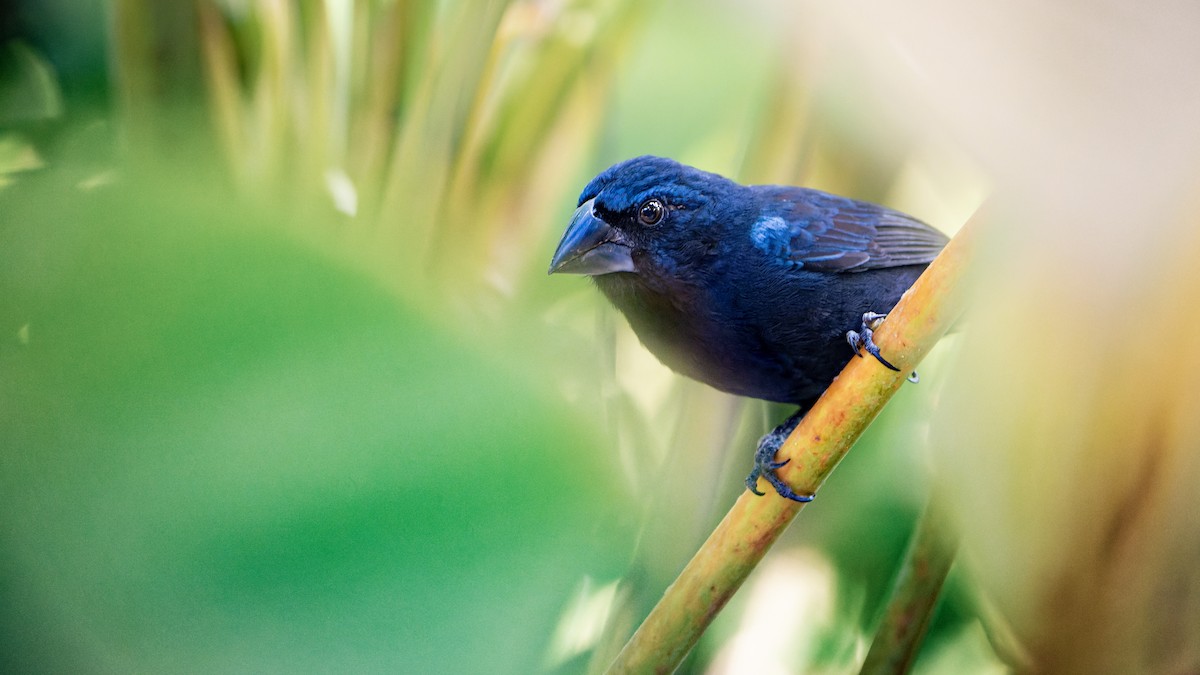 Blue-black Grosbeak - ML607163151