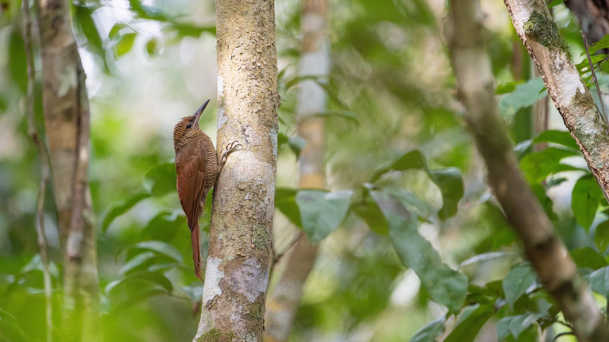 Northern Barred-Woodcreeper - ML607163311