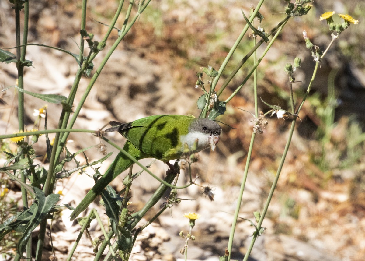 Gray-hooded Parakeet - ML607164081