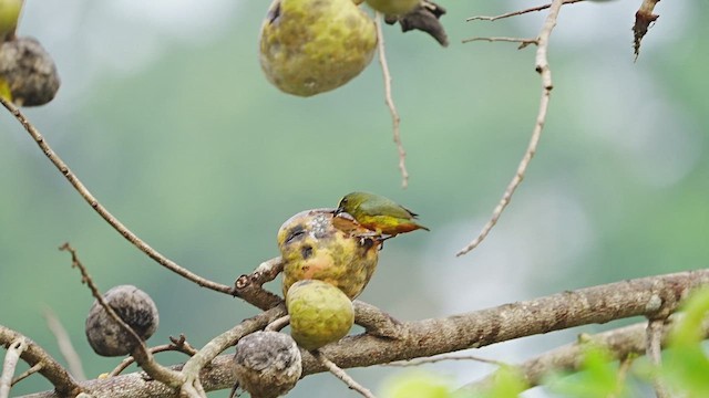 Olive-backed Euphonia - ML607164541