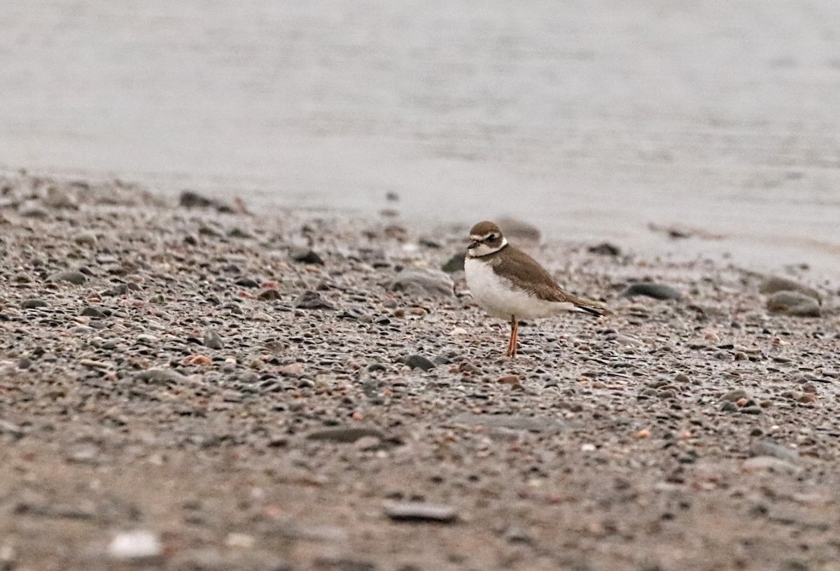 Semipalmated Plover - ML607164991