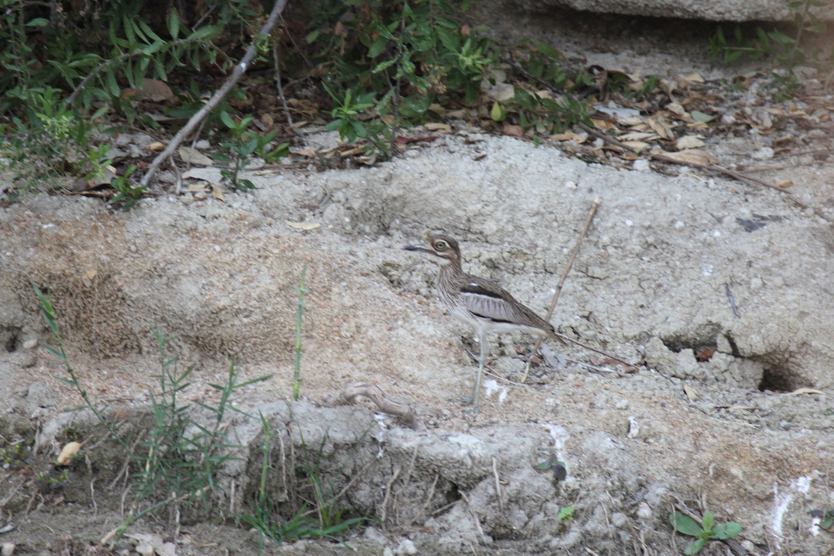 Water Thick-knee - ML60716661