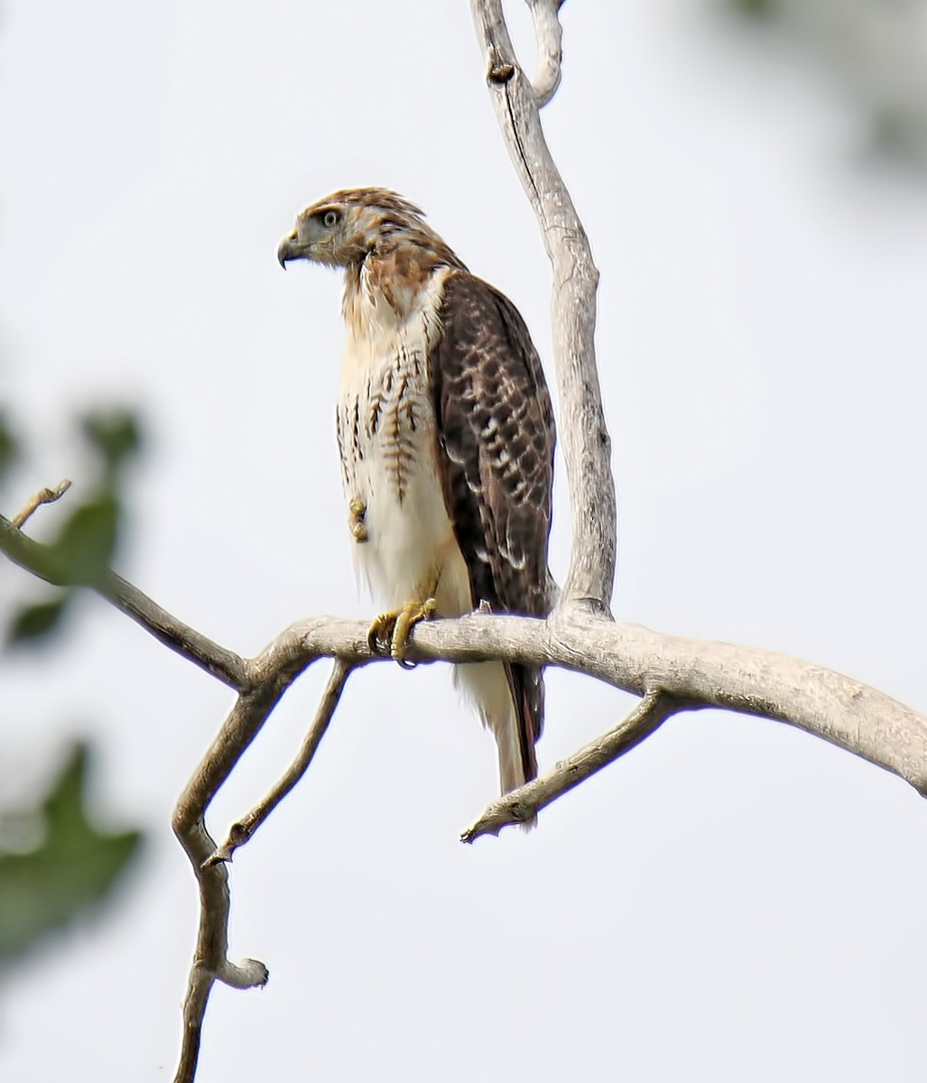 Red-tailed Hawk - Elizabeth Winter