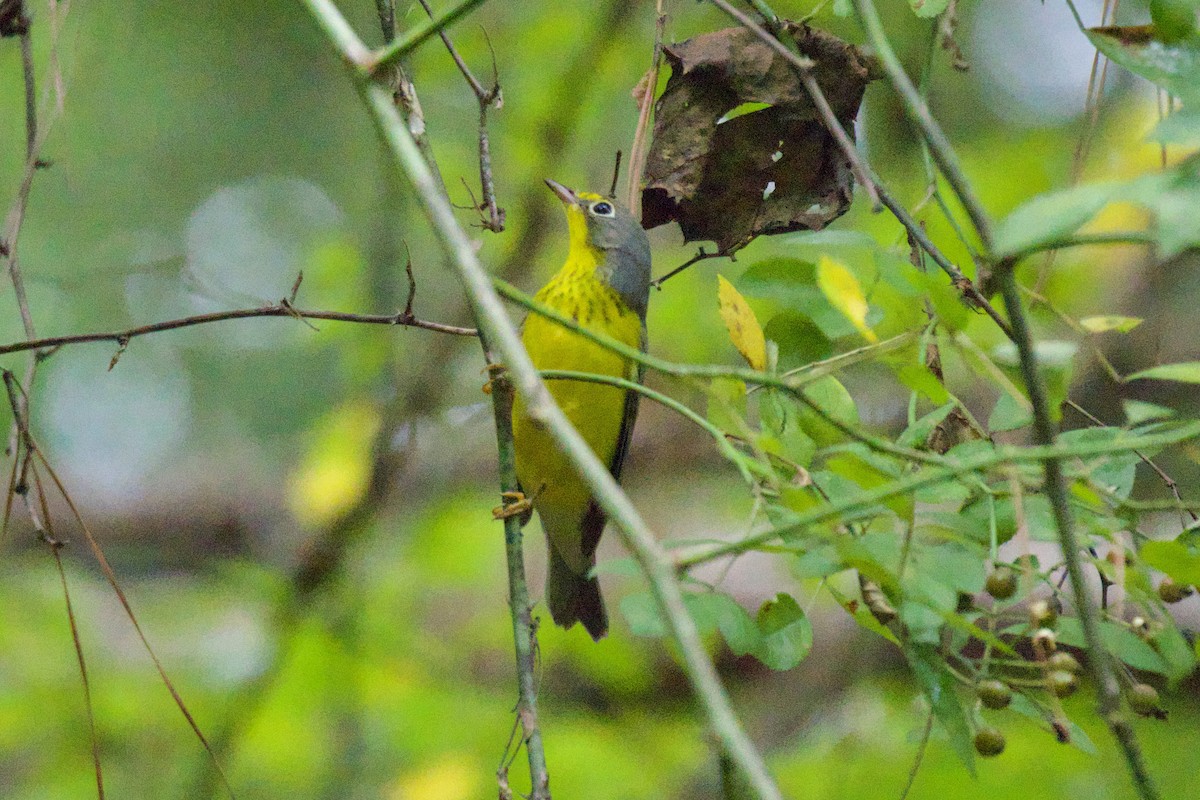 Canada Warbler - ML607168101