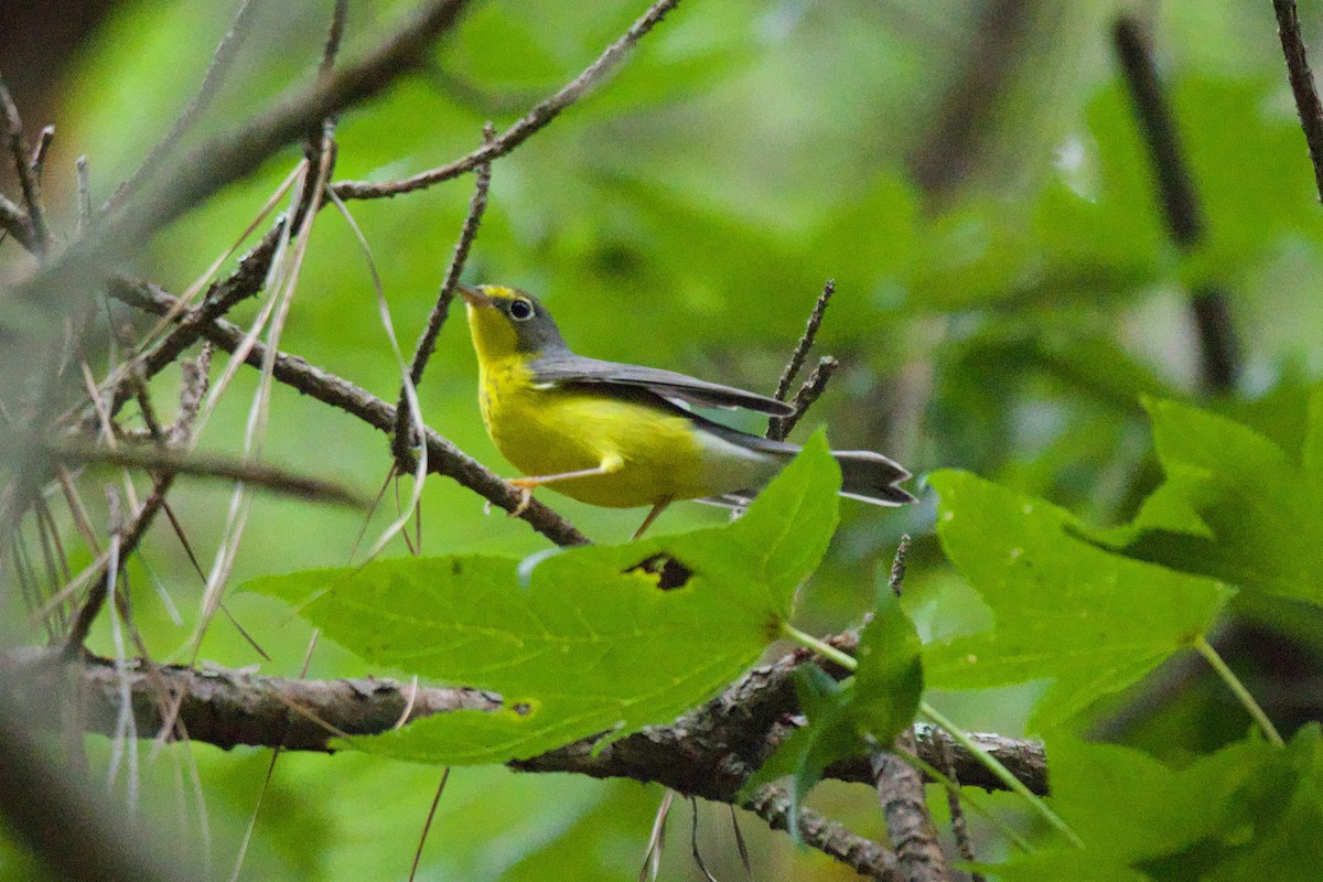 Canada Warbler - ML607168111