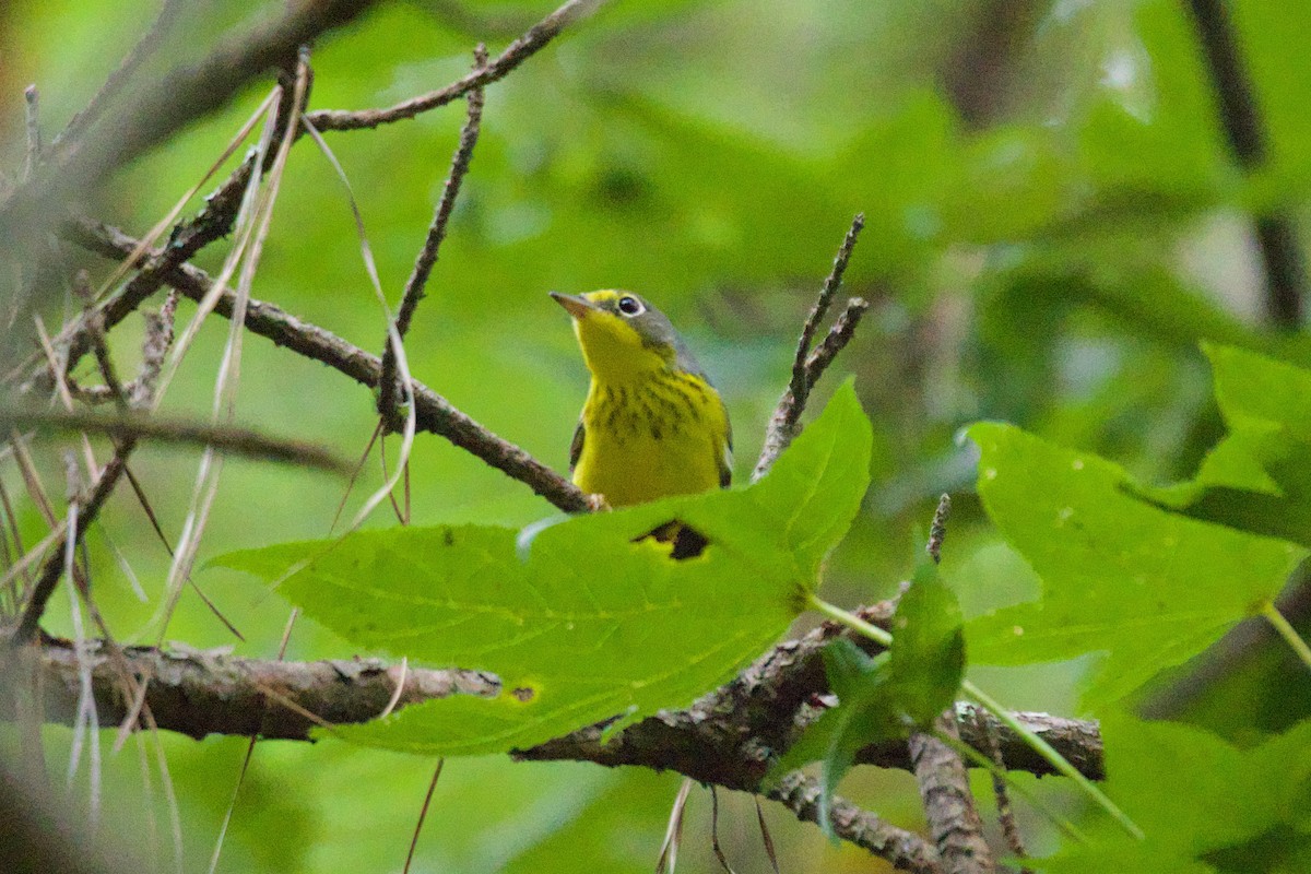 Canada Warbler - ML607168131